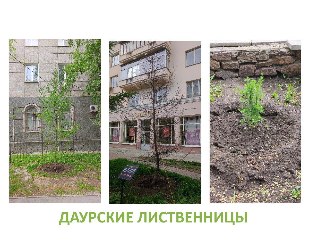 Даурские лиственницы, Челябинск