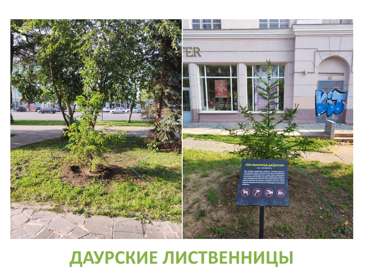 Даурские лиственницы, высаженные на месте засохших деревьев, в результате обращения Центра "Экопатология"